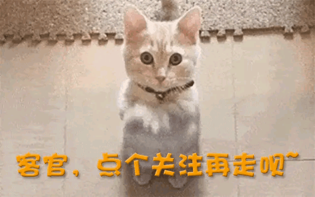 樊振东被封皇帝外交部点名体育交流典范